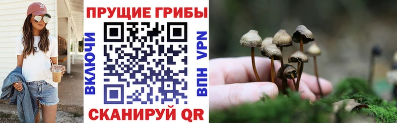 Купить где  Константиновск  Псилоцибиновые грибы Psilocybe 
